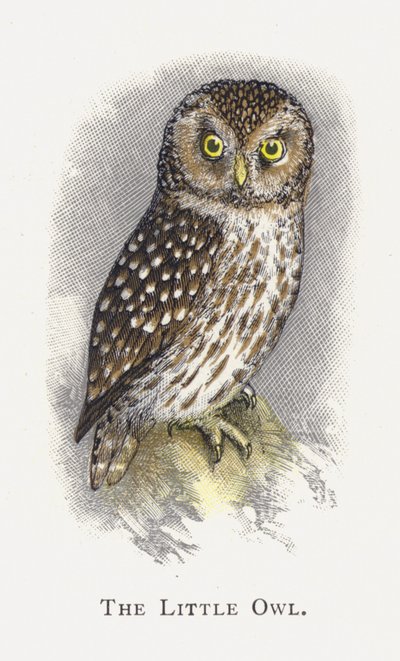 The Little Owl by Alexander Francis Lydon